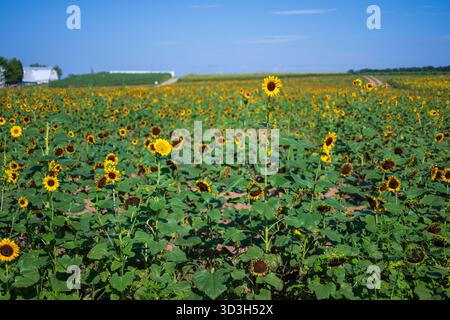 Campo di girasoli di Burnside Farms Nokesville Virginia | NOKESVILLE, Virginia — File di girasoli si estendono verso un edificio agricolo in lontananza a Burnside Farms, parte del festival Estate dei Girasoli che si tiene ogni anno nella Contea di Prince William. L’azienda agricola di famiglia Dawley pianta fino a 30 varietà da taglio su ettari commercializzati come il più grande evento di raccolta dei girasoli dello stato, con tre labirinti tagliati tra i fiori. Alcune teste sono già andate a seme mentre altre sono ancora in piena fioritura, segnando la fioritura scalata della stagione. Foto Stock