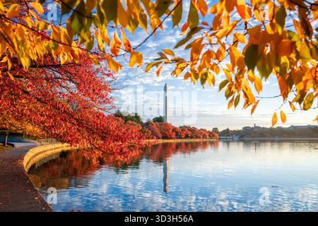 Washington Monument Tidal Basin Fall Colors Washington DC // WASHINGTON DC — il Washington Monument, alto 169,29 metri (555 piedi e 1/8 pollici), si riflette nel bacino delle maree. I vivaci colori autunnali dei ciliegi incorniciano la scena. Questi alberi, famosi per i loro fiori primaverili, mostrano un brillante fogliame autunnale rosso e arancione. Il bacino artificiale delle maree nel West Potomac Park è rinomato per questi alberi, un dono storico del Giappone. La luce del sole di mattina presto illumina questa bellezza stagionale. Foto Stock