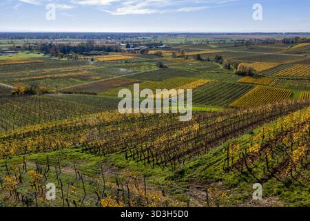 Vista aerea dei vigneti dorati e verdi ricoprono il paesaggio, che si estende verso l'orizzonte in un mosaico di bellezza autunnale, Rouffach, Grand Est Foto Stock