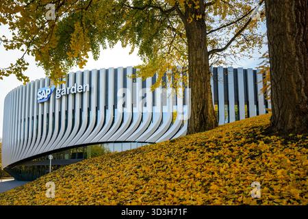 SAP Garden, Arena polifunzionale circondata da alberi di Ginkgo (Ginkgo Biloba), le cui foglie sono diventate giallo dorato in autunno Foto Stock