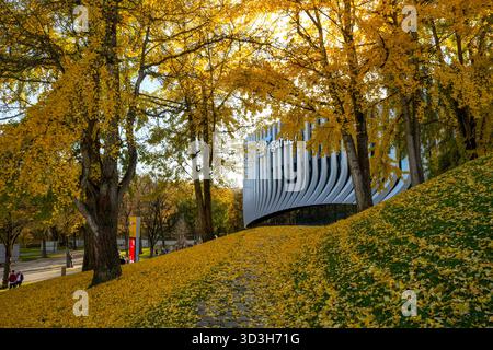SAP Garden, Arena polifunzionale circondata da alberi di Ginkgo (Ginkgo Biloba), le cui foglie sono diventate giallo dorato in autunno Foto Stock