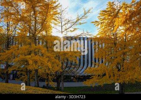 SAP Garden, Arena polifunzionale circondata da alberi di Ginkgo (Ginkgo Biloba), le cui foglie sono diventate giallo dorato in autunno Foto Stock