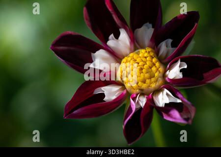Primo piano di una dahlia appena fiorita con petali viola e bianchi. Polline giallo al centro. Luce verde tenue sullo sfondo. Foto Stock