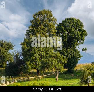 Pittoresca estate Carpazi montagna vista campagna, Ucraina Foto Stock