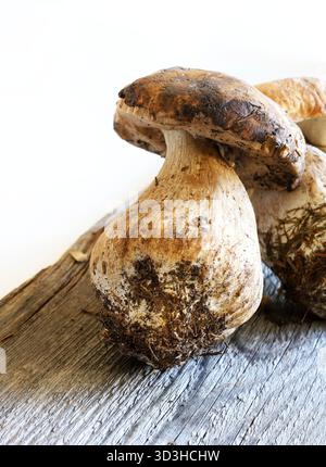 Funghi porcini biologici isolati su un tavolo di legno. Funghi freschi della foresta autunnali. Funghi commestibili. Foto Stock