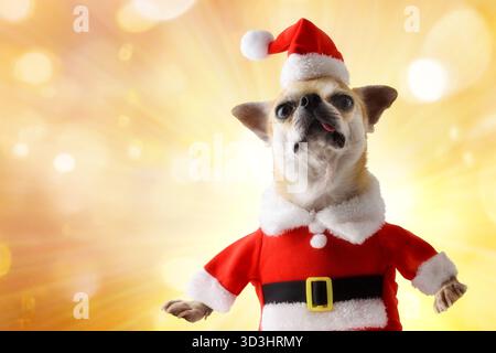 Dettaglio di un ritratto di un cane chihuahua vestito con abito e cappello di Babbo Natale con la testa sollevata con uno sfondo bokeh dorato e un luccichio. Via anteriore Foto Stock