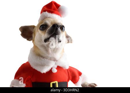 Dettaglio di un ritratto di un cane chihuahua vestito con un abito e un cappello di Babbo Natale con la testa sollevata ritagliata su sfondo bianco isolato. Vista frontale. Foto Stock