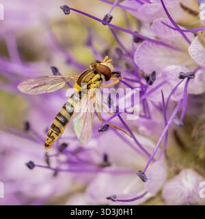 Hoverfly, Bedfordshire, Regno Unito Foto Stock