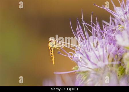 Hoverfly, Bedfordshire, Regno Unito Foto Stock