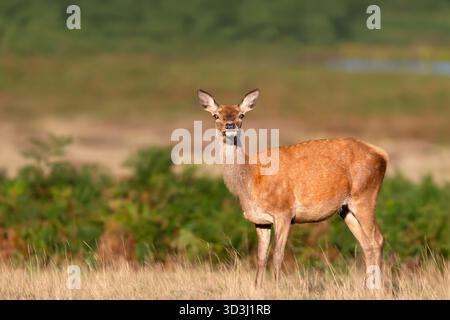 Primo piano di un cervo rosso si trova nel prato autunnale, nel Regno Unito Foto Stock
