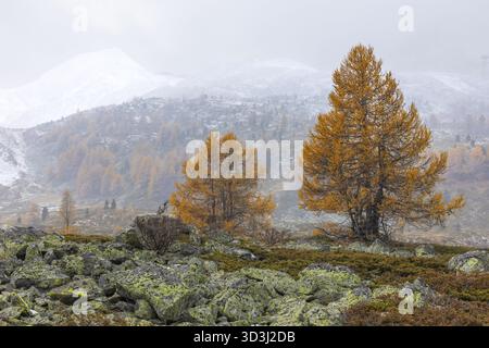 Larici (Larix) in autunno di fronte a cime di montagna innevate, autunno, Pontresina, passo del Bernina, Engadina, Grigioni, Svizzera Foto Stock