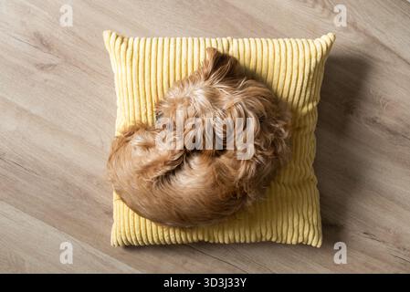 Colpo d'occhio di un piccolo cane soffice che dorme su un cuscino giallo su un pavimento di legno. Momento accogliente e tranquillo, ideale per lo stile di vita degli animali domestici e per l'ambiente circostante Foto Stock