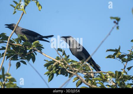 Due corvi (Corvus splendens) appollaiati e interagendo su rami frondosi contro un cielo blu a Netrokona, Bangladesh Foto Stock