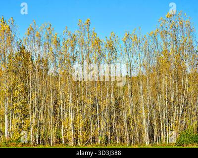 Alberelli di pioppo che perdono foglie in autunno - Francia centrale. Foto Stock