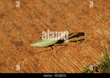 Pregando Mantis - verde. Foto Stock