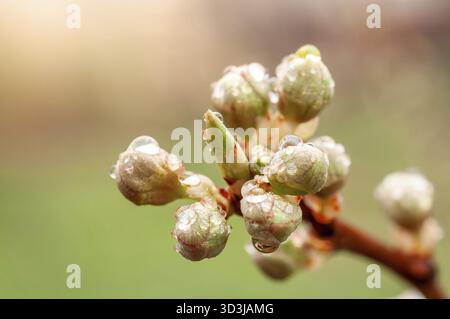 Una vista ravvicinata rivela le delicate gocce d'acqua che si aggrappano alle gemme, suggerendo la vivace vita che si sta sviluppando in primavera Foto Stock