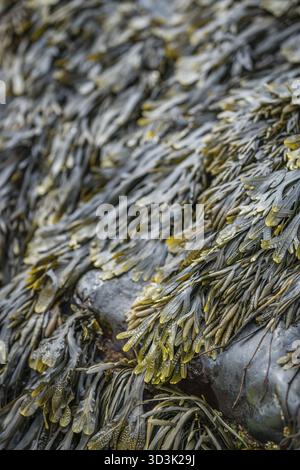 Primo piano delle alghe sulle rocce sul Cornish Coast, Cornwall, England, Regno Unito Foto Stock