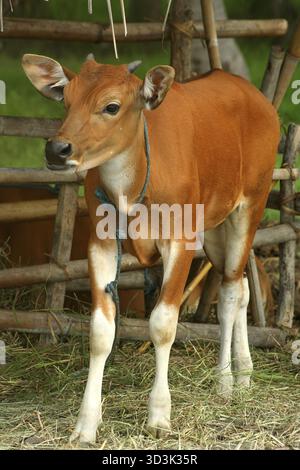 Piccolo bimbo vitello cercando di stare in piedi sulla propria, rurale di Bali, Indonesia Foto Stock