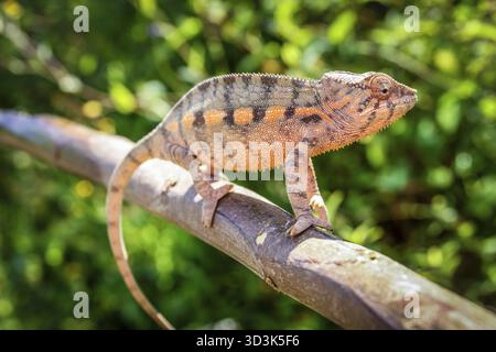 Piccolo camaleonte colorate in tropicale della foresta pluviale del Madagascar Foto Stock