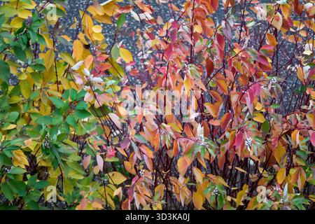 Vivace fogliame autunnale arancio e rosso di un arbusto di legno di cane, Cornus in un giardino, scenario di fine ottobre. Foto Stock