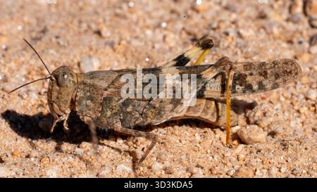 Grasshopper alato pallido (Trimerotropis pallidipennis) su un sentiero escursionistico nel Saguaro National Park East, Tucson, Arizona, Stati Uniti Foto Stock