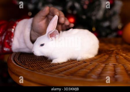 Una mano gentile accarezza un coniglio bianco in un ambiente natalizio Foto Stock