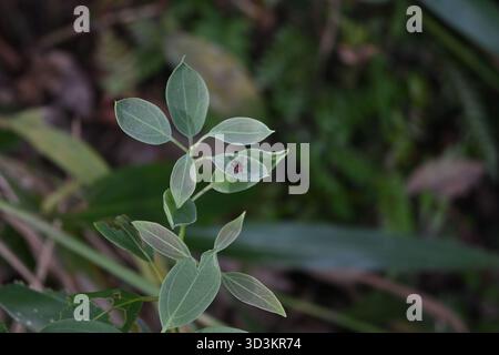 Una mosca dell'occhio rosso conosciuta come la mosca blu orientale (Chrysomya megacephala) è arroccata sulla parte superiore di una foglia fresca di un alloro Shore (Neolitsea cassia) Foto Stock