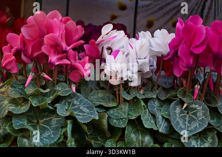 Una serie di ciclamini in fiore splendidamente con fiori bianchi, rossi, rosa e foglie verdi, che decorano il salotto di casa, Sofia, Bulgaria Foto Stock