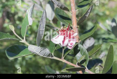 Guava di ananas o fiore di feijoa con vivaci stami rossi e petali bianchi alla luce del sole all'aperto Foto Stock