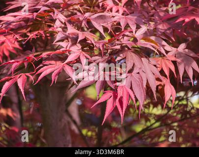 Acero giapponese o foglie di acer palmatum rosso sull'albero in un ambiente naturale all'aperto Foto Stock
