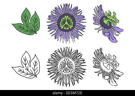 Illustrazioni vettoriali disegnate a mano su linee di fiori della passione, isolate su sfondo bianco. Linea passiflora colorata e bianca Illustrazione Vettoriale