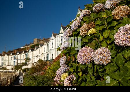 Hydrangea macrophylla fiorita di fronte a case a schiera bianche nella pittoresca città portuale di Porthleven, Cornovaglia, Inghilterra, Regno Unito, Europa Foto Stock