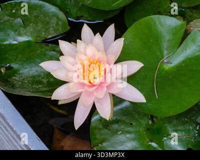 Giglio d'acqua (nymphaea alba) impollinato dalle api, il Cairo, Egitto Foto Stock