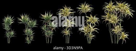 Più Dracaena Fragrans piante illustrazione 3d su sfondo nero premium Foto Stock