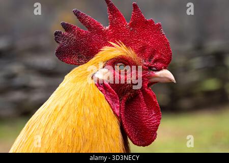 Colorato gallo presso l'Oconaluftee Mountain Farm Museum nel Great Smoky Mountains Park a Cherokee, North Carolina. (USA) Foto Stock