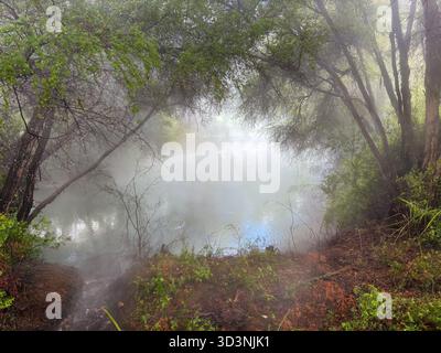 Laghetto geotermico a vapore del parco di Kuirau, circondato da una lussureggiante vegetazione autoctona e da alberi, caratterizzato da un aumento del vapore proveniente dalle sorgenti termali. Situato a Rot Foto Stock