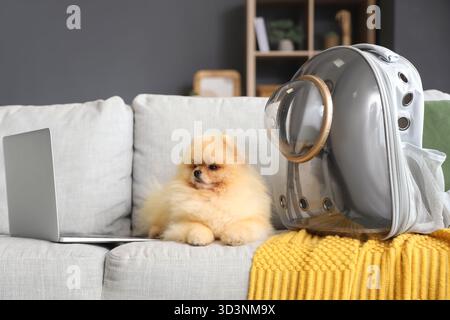 Simpatico cane della Pomerania con porta zaino e laptop sul divano di casa Foto Stock