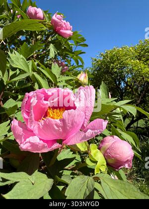 Paeonia suffruticosa albero rosa di peonia fiorisce Foto Stock