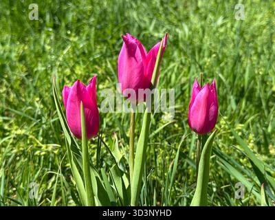 Tulipani rosa nell'erba Foto Stock