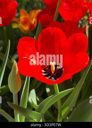 Ricerca filtri seleziona tutti superati Cancella selezione controllo qualità pseudonimi tipi di file attributi rilevabilità non in vendita C Foto Stock