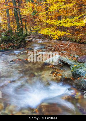 Ruscello autunnale, foglie dorate adornano un fiume che scorre attraverso una vibrante foresta, catturando la bellezza colorata della stagione. Il paesaggio tranquillo della natura. Foto Stock