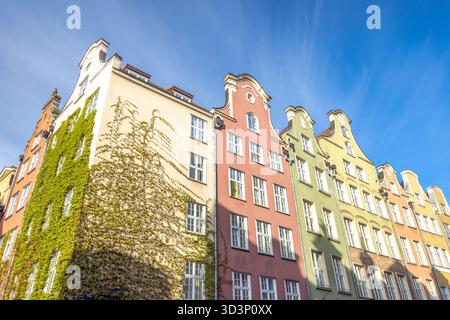 Danzica, una città sulla costa baltica della Polonia settentrionale, in Europa. La colorata architettura europea si erge su di un cielo azzurro. ornamenti di edera verdeggiante Foto Stock
