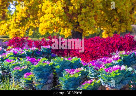 Una vivace gamma di kale fioriti, fogliame scarlatto e alberi d'autunno dorati creano una splendida e colorata scena del giardino. Il giardino dei fiori nella città di Kromeriz Foto Stock