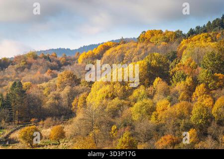 L'abbraccio d'oro dell'autunno, una collina che abbellisce di vivaci sfumature. Alberi che mostrano uno spettro completo di colori caldi sotto un cielo nuvoloso. Foto Stock