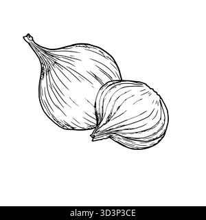 Cipolla, intera e tagliata in anelli e fette, disegnare. Illustrazione vettoriale. Verdure e spezie di fattoria, isolate su sfondo bianco. Per le ricette, uomini Illustrazione Vettoriale