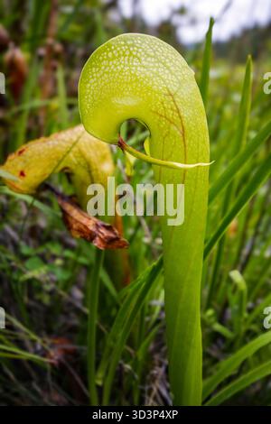 Giovane lanciatore del californiano Cobra Lily (Darlingtonia californica), in un habitat naturale della California settentrionale Foto Stock