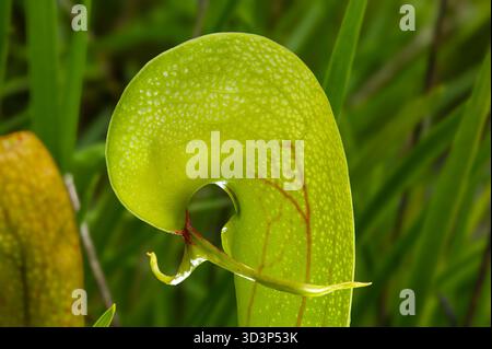 Cobra Lily californiana (Darlingtonia californica), capo di una caraffa con lingua emergente, habitat naturale nel nord della California Foto Stock