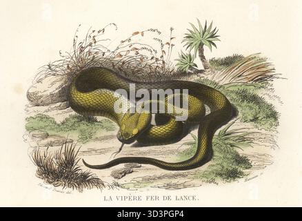 Lancehead comune, fer-de-lance, barba amarilla o mapepire balsain, vipera fossa altamente velenosa, Bothrops atrox. La vipere fer de lance, Cophias lanceolatus, Coluber lanceolatus. Incisione in acciaio colorata a mano di Alexandre Manceau dopo un'illustrazione di Edouard Travies dalla Histoire Naturelle de Lacepede di Bernard Germain de Lacepede, comprenant les cetaces, les quadrupedes ovipares, les serpents et les poissons, Furne et Cie, Parigi, 1847. Foto Stock