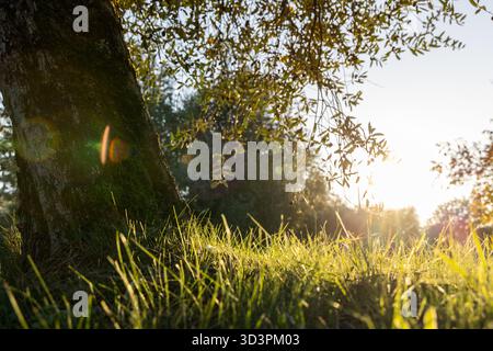 Vista ravvicinata dal piano terra del tronco di ulivo e dell'erba verde fresca sotto la calda luce del sole, morbido sfondo bokeh e luce soffusa della sera Foto Stock
