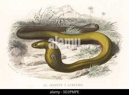 Cobra indiana o cobra con occhiali, Naja naja. Le serpent a lunettes, Naja tripudians. Incisione in acciaio colorata a mano di Alexandre Manceau dopo un'illustrazione di Edouard Travies dalla Histoire Naturelle de Lacepede di Bernard Germain de Lacepede, comprenant les cetaces, les quadrupedes ovipares, les serpents et les poissons, Furne et Cie, Parigi, 1847. Foto Stock